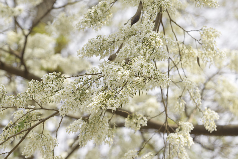 Hanoi à la saison des fleurs de Sua