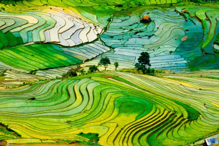 Des rizières en terrasse du Vietnam parmi les plus belles du monde