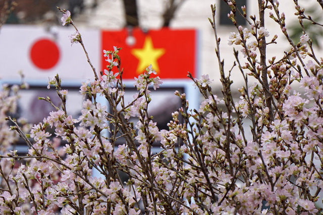 Plantation de 200 cerisiers japonais dans un parc de Bac Ninh