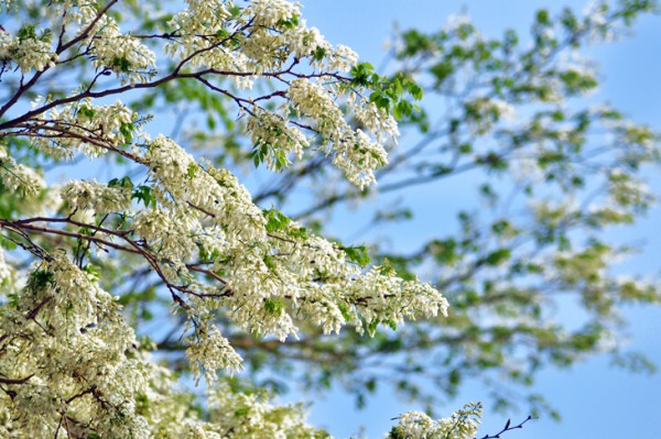 Hanoï la beauté des fleurs du mois de mars