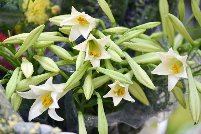 Avril, le mois des lis dans les rues de Hanoi