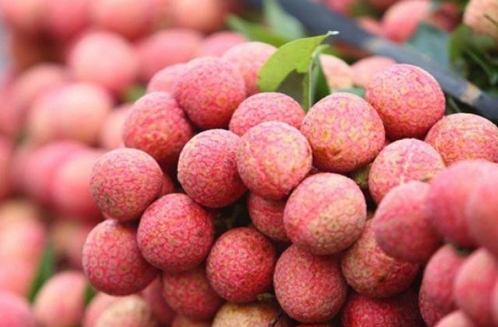 Hai Duong organisera pour la première fois une fête des litchis