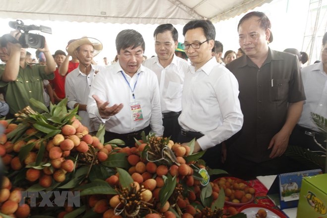 La fête des litchis de Thanh Ha s ouvre à Hai Duong