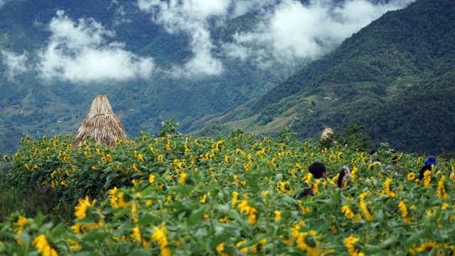 La Semaine des fleurs de tournesols 2018