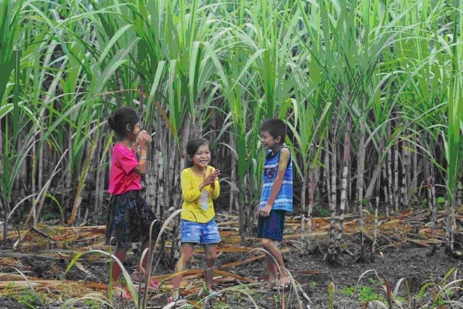 Une exposition de photos démontre l avenir de l énergie de la biomasse