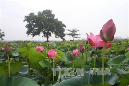 Festival du Lotus 2018 à Thua Thien-Hue