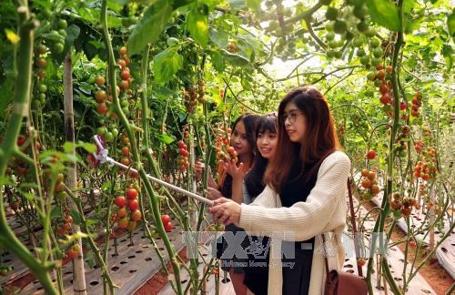 Lam Dong crée une percée dans son agritourisme