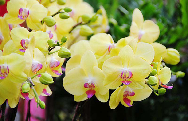 Ho Chi Minh-Ville le 1er festival des orchidées prévu en 2019