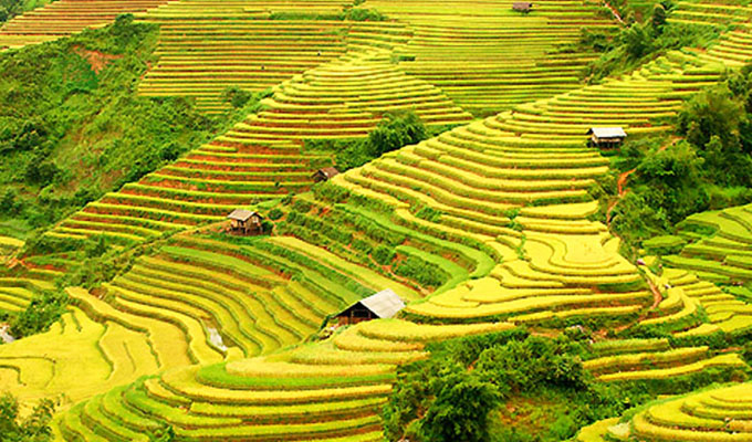 Bientôt la Semaine du tourisme culturel À travers les champs en terrasses de Hoang Su Phi à Ha Giang