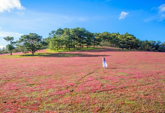 Dà Lat Rendez-vous à la Fête des prés d’herbes roses 2018