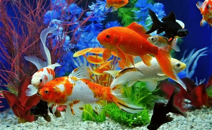 HCM-V hausse de 14,4 des exportations de poissons d’ornement