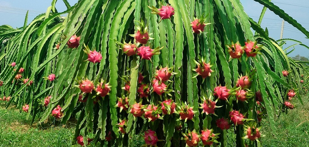 Des entreprises étrangères à la HortEx Vietnam 2019