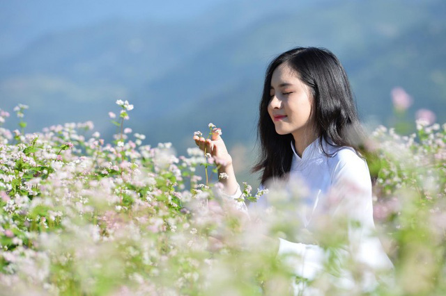Sélection de la Miss fleurs de sarrasin d’Ha Giang
