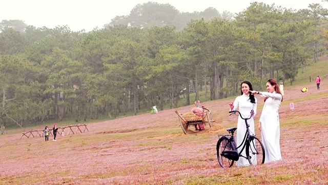 Da Lat Festival des herbes roses au pied de la montagne de Lang Biang