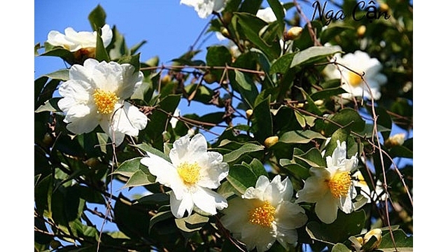 Quang Ninh  Bientôt la fête florale des camélias à huile de Binh Liêu 2018