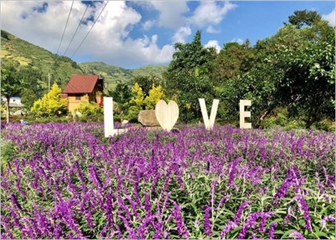 Festival de couleurs dans la vallée des fleurs de Bac Hà