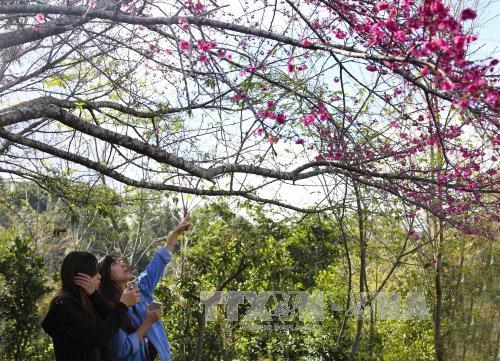Dien Bien La fête des fleurs de cerisier de retour à Pa Khoang