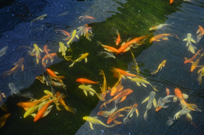 Hô Chi Minh-Ville bond des exportations de poissons d’aquarium