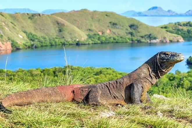 L Indonésie va fermer temporairement l île de Komodo
