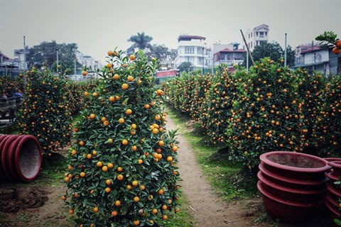 À la découverte d’un jardin de kumquats au village de Tu Liên