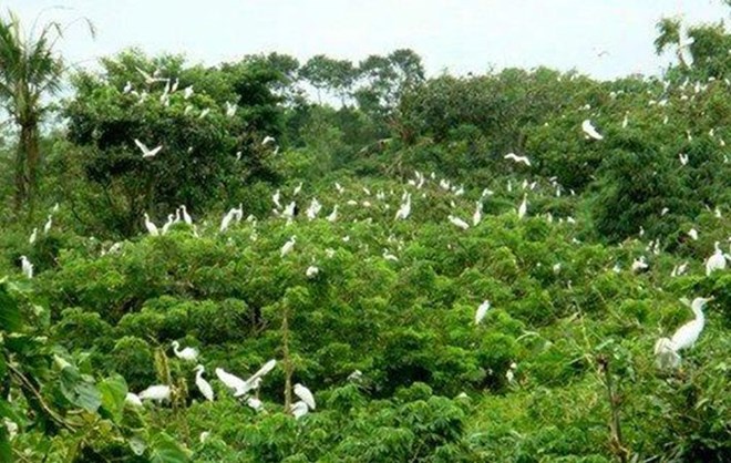 Le jardin des oiseaux de la ville de Ca Mau