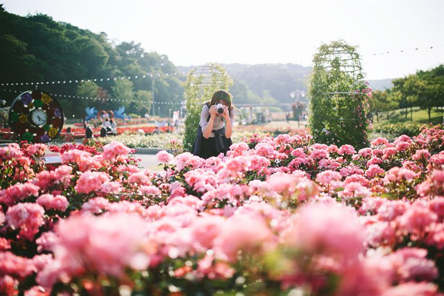 Hanoï  Préparation pour la Fête des roses de la Bulgarie 2019