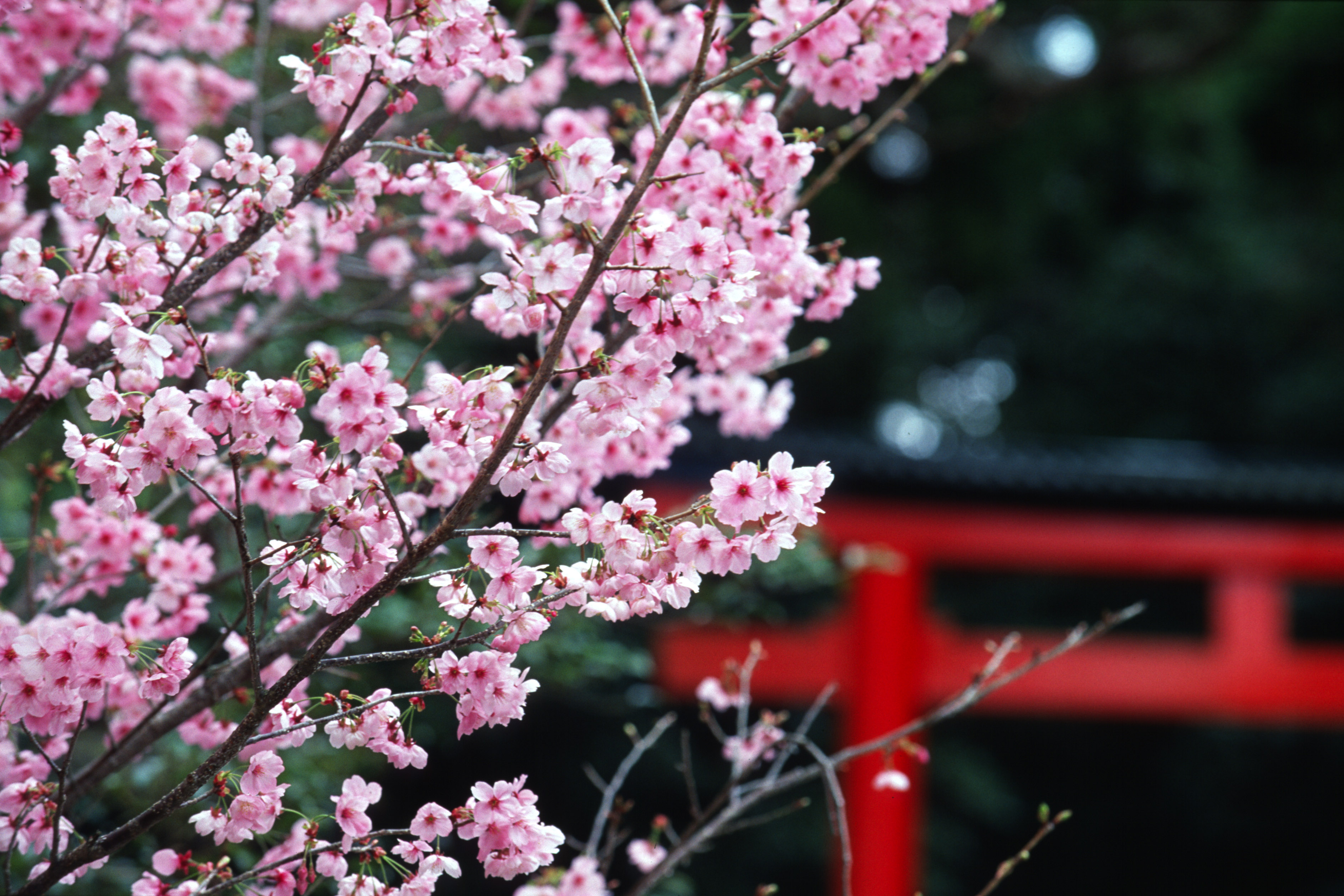 Hanoï  Fête des fleurs de cerisier japonais 2019