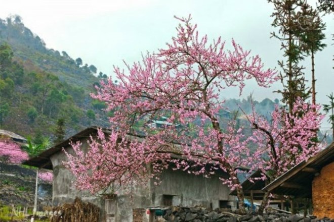 Festival des fleurs de pêcher sur le plateau karstique de Dong Van