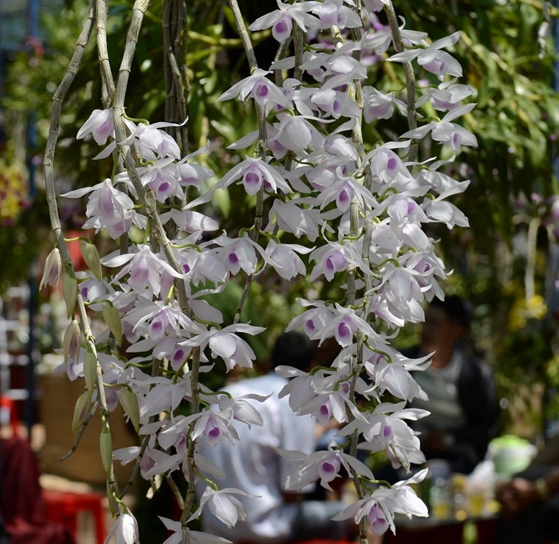 Festival des orchidées 2019 à Hô Chi Minh-Ville