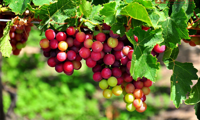 Fête du vin et des raisins de Ninh Thuân 2019