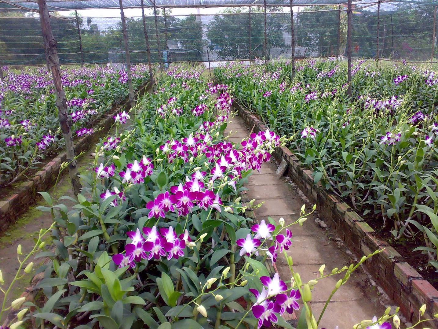 Hô Chi Minh-Ville a de forts potentiels d’exportations d’orchidées