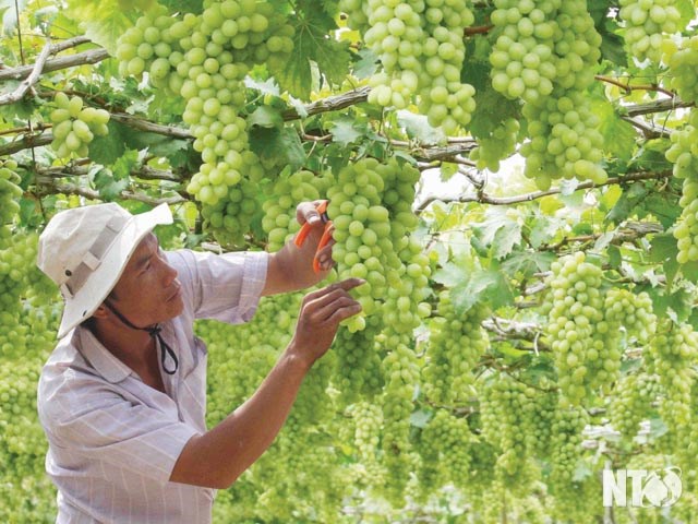 Festival du vin et du raisin de Ninh Thuan 2019