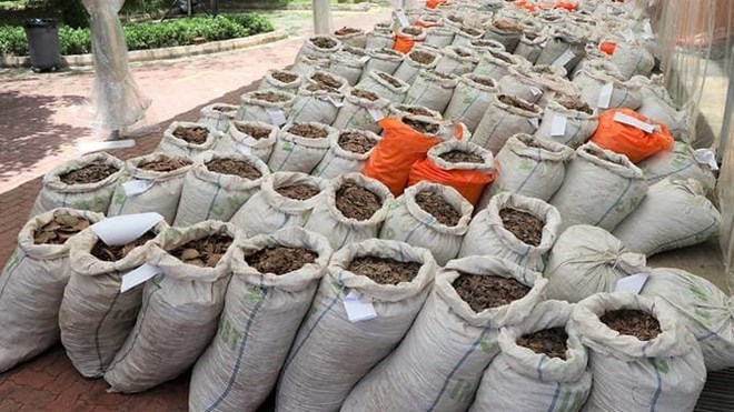 Singapour saisit près de 13 tonnes d écailles de pangolin