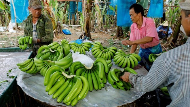 La banane deviendra la principale exportation agricole du Laos