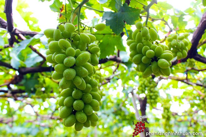 Ninh Thuan accueille 120 000 visiteurs lors du festival du raisin et du vin