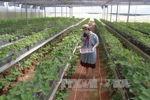 Da Lat met l accent sur le tourisme à la ferme