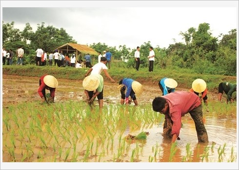 La fête de descente aux champs des Khmers