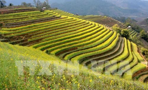 Diverses activités au Festival des champs en terrasse de Mu Cang Chai