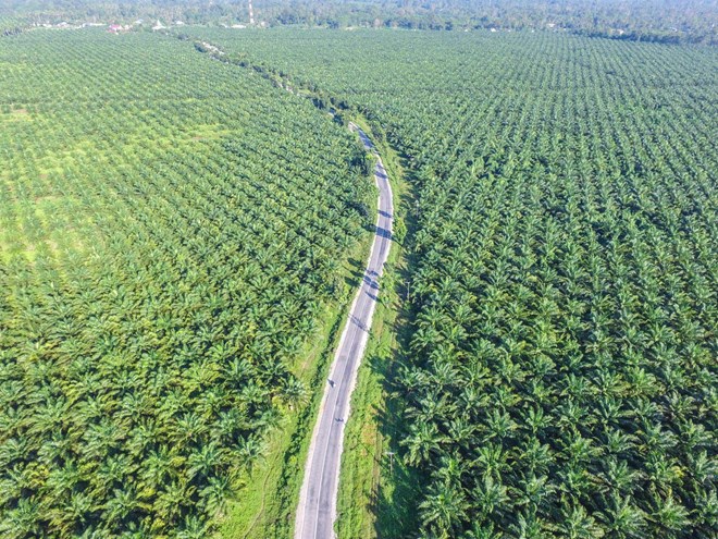 L Indonésie demande à certains supermarchés d éliminer les produits «sans huile de palme»