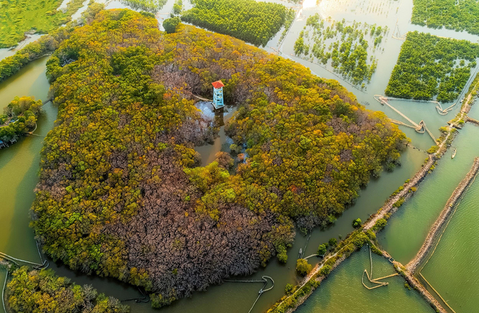 A la découverte de la mangrove de Ru Cha à l automne