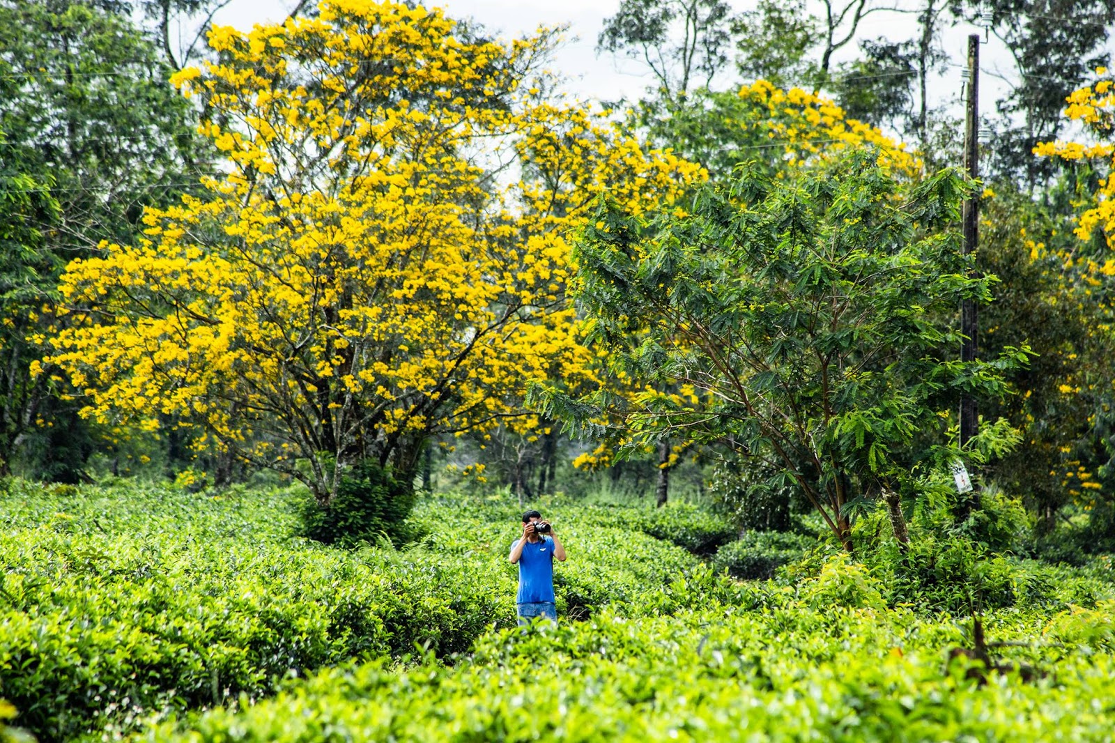 La fête des fleurs de cassier Cassia fistula à Gia Lai