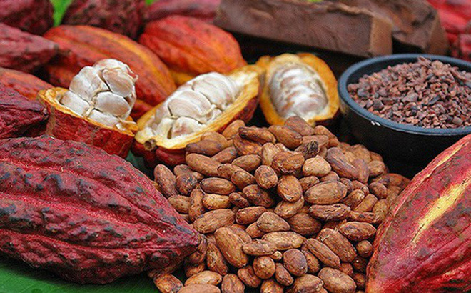 Du cacao organique du Vietnam exporté au Japon