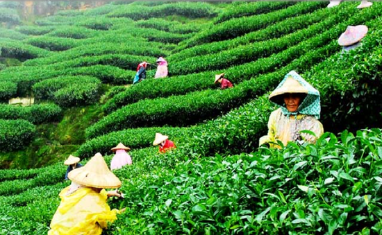 La production de thé du Vietnam au deuxième rang mondial