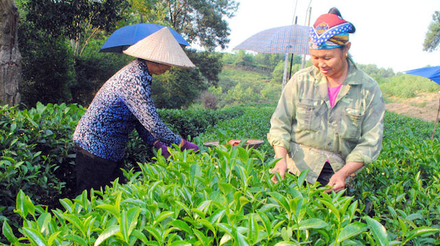 La production de thé du Vietnam au deuxième rang mondial