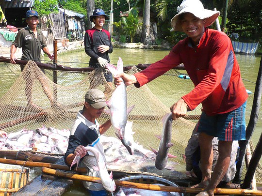 Les Etats-Unis diminueraient les taxes anti-dumping sur les pangasius du Vietnam