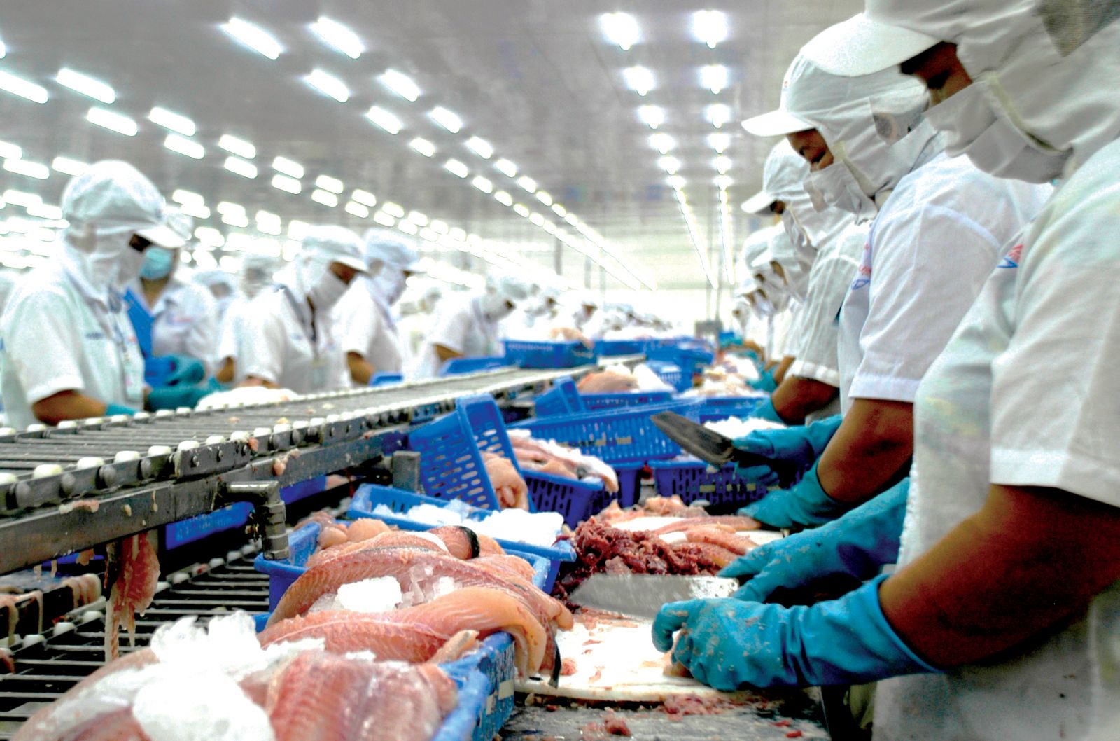 Exportations nationales de pangas la Malaisie affiche la plus forte croissance au sein de l ASEAN