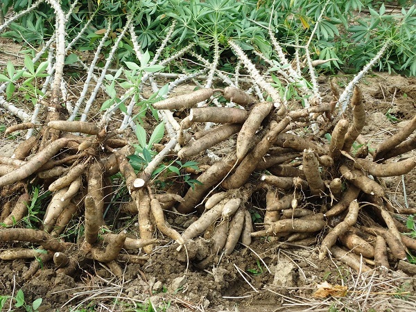 Manioc et produits dérivés la chute se poursuit en 10 mois