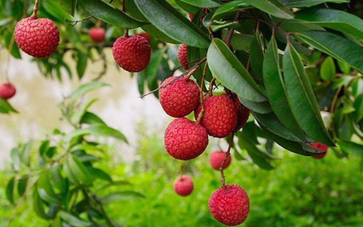Le litchi vietnamien officiellement exporté au Japon