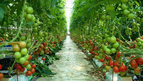 Vietnam-Japon Accélérer la coopération commerciale dans le secteur agricole