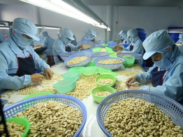 Exportations de noix de cajou la joie n’est pas encore complète